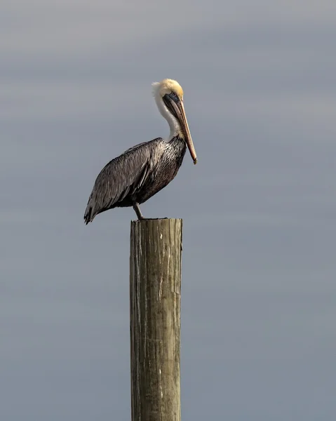 Pelican on a Perch — Stockfoto