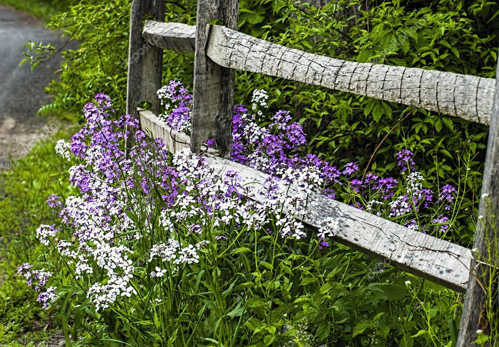 Wildflowers Along Rustic Fence — Stock Photo © summersrbny ...