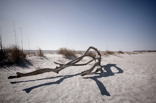 Drijfhout op Folly veld Beach — Stockfoto