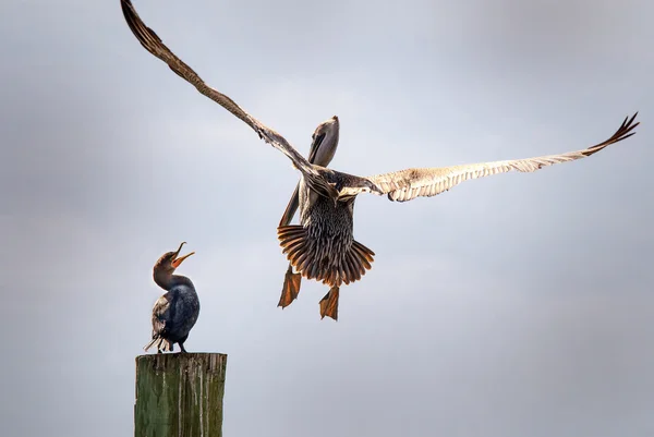 "Aqui não, Ya Não.  " !!! — Fotografia de Stock