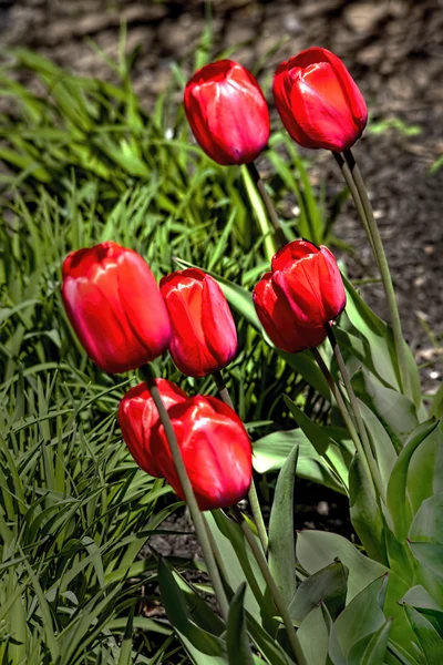 Tulipanes rojos —  Fotos de Stock