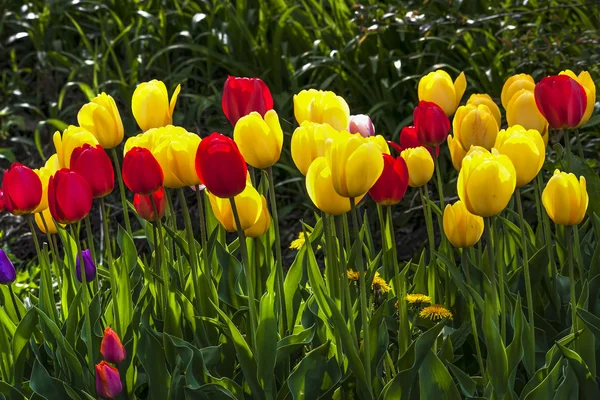 Tulipanes rojos y amarillos —  Fotos de Stock