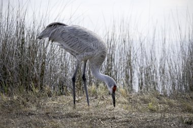 Sandhill crane gıda için arama yapar.