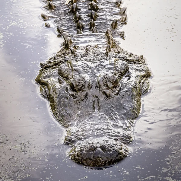 Gator Shape — Stock Photo, Image