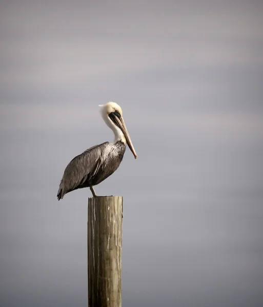 Pelican galben pe Perch — Fotografie, imagine de stoc