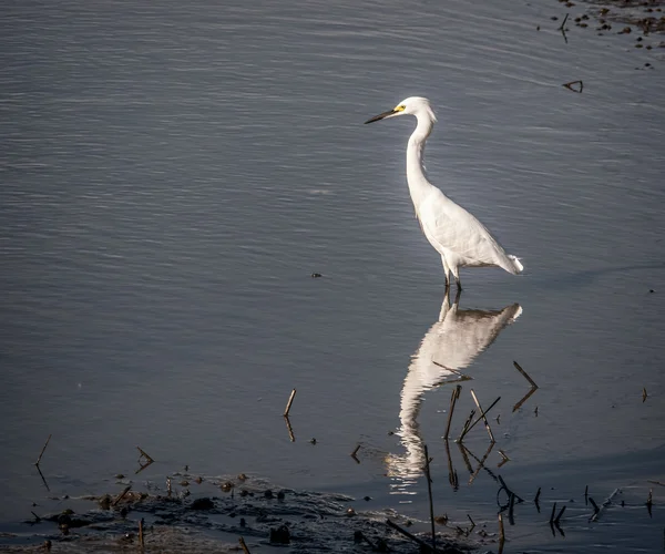Egret branco nevado — Fotografia de Stock