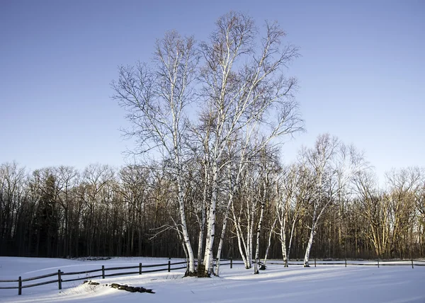 Stand Of White Birch — Stock Photo, Image