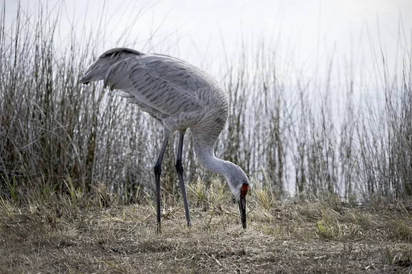 En sandhill crane söker efter mat — Stockfoto