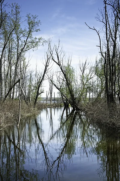 Sonbahar Marsh — Stok fotoğraf