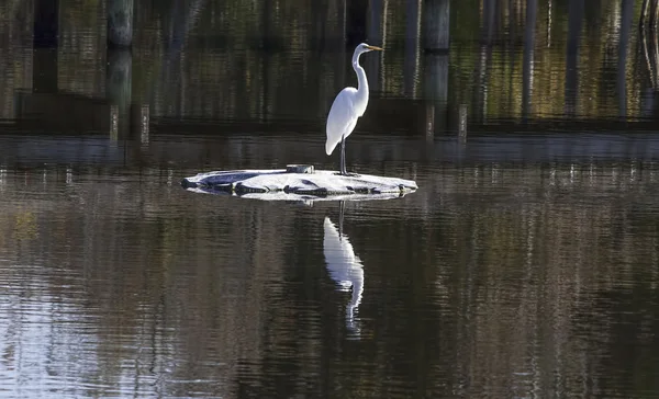 Snowy egret & reflektion — Stockfoto