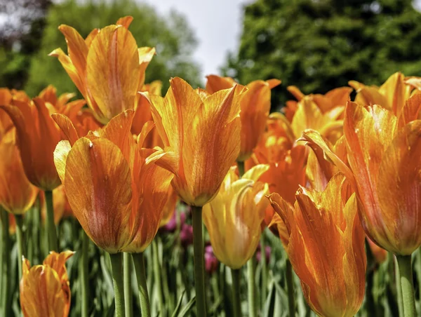 Tulipanes de El Niño —  Fotos de Stock