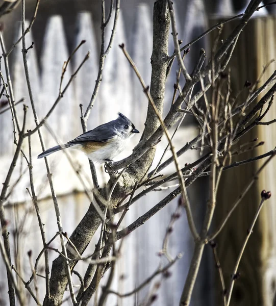 Titmouse i en buske — Stockfoto