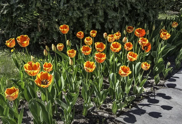 Tulipanes rojos y amarillos —  Fotos de Stock