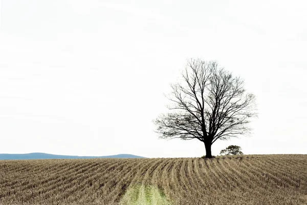 Lone Tree in Farm Field — Stock Photo, Image