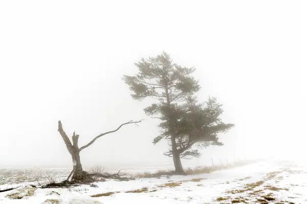 Winter Fog — Stock Photo, Image