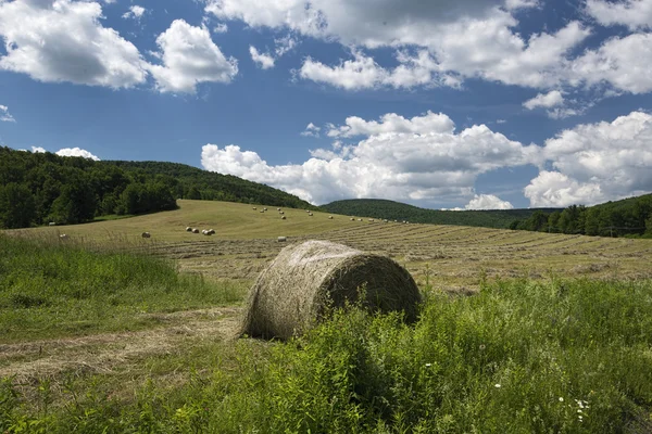 Hay Season — Stock Photo, Image