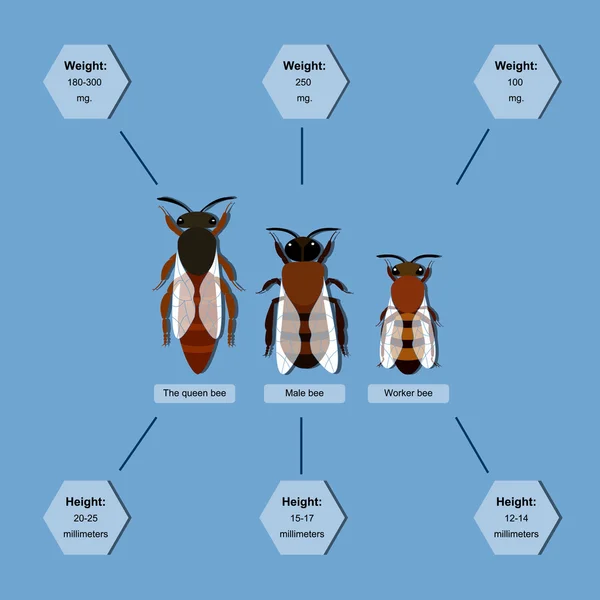 Información de abeja — Archivo Imágenes Vectoriales