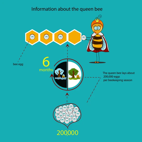 Informace o včelí královna (období) — Stockový vektor