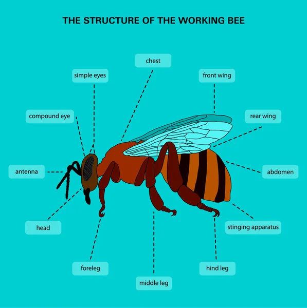 La struttura dell'ape da lavoro — Vettoriale Stock