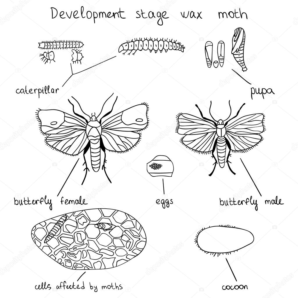 Development stage wax moth — Stock Vector © RybkaAnn 87431222