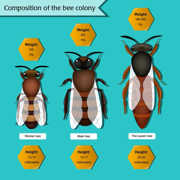 Informationsplakat zur Zusammensetzung des Bienenvolks — Stockvektor