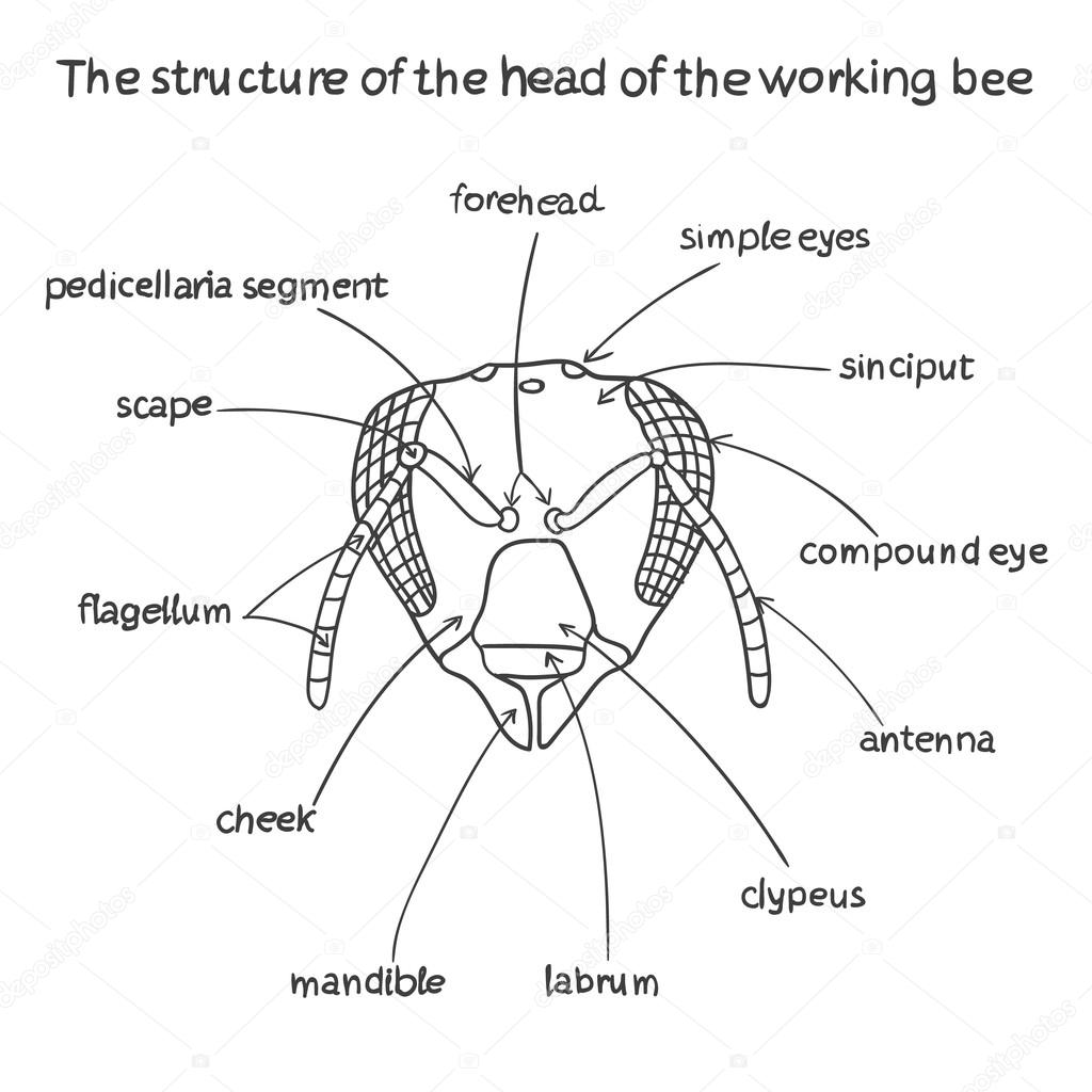 The structure of the head of the working bee