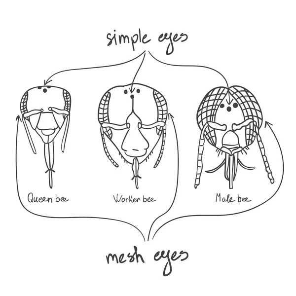Расположение глаз королевы пчел, рабочих пчел и дронов — стоковый вектор