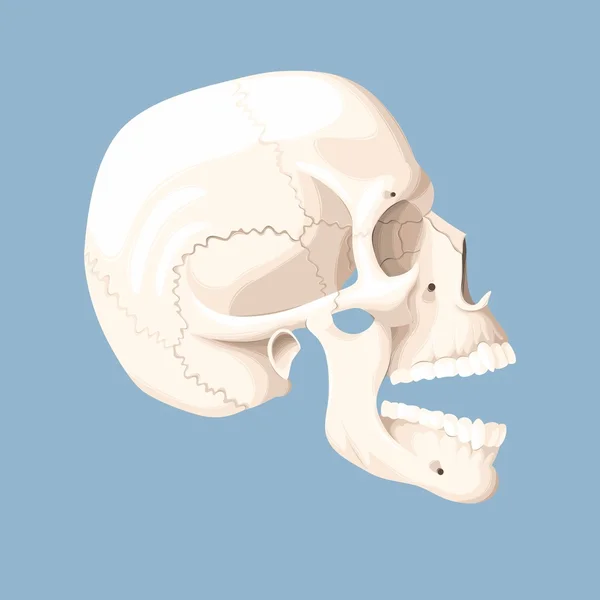 口を開けて人間の頭蓋骨 — ストックベクタ