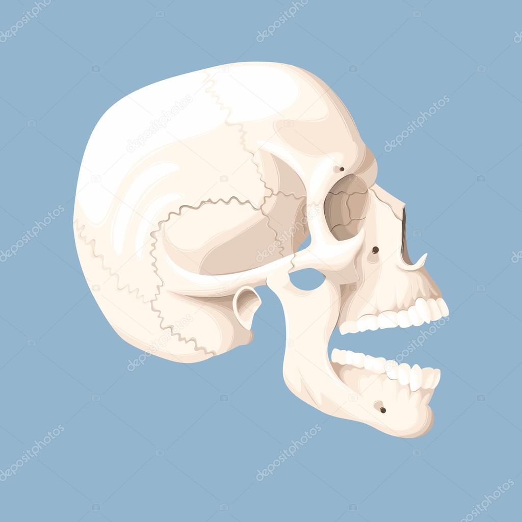 Human skull with open mouth