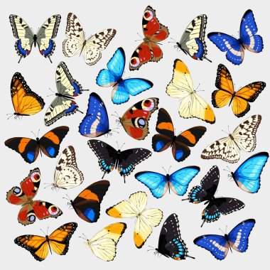 Collection of butterflies clipart