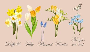 Collection of spring flowers clipart