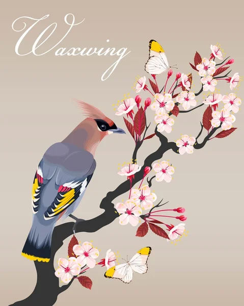 Waxwing on the cherry branch — Stock Vector