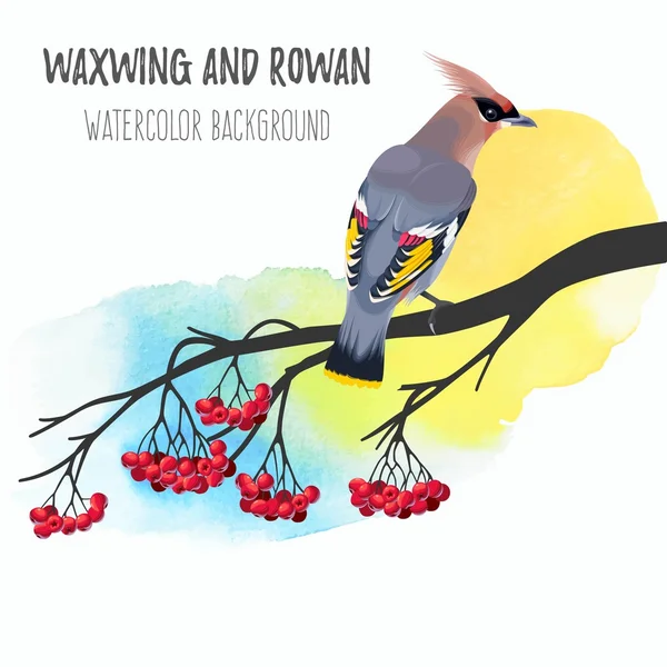 Waxwing σε κλάδο rowan — Διανυσματικό Αρχείο