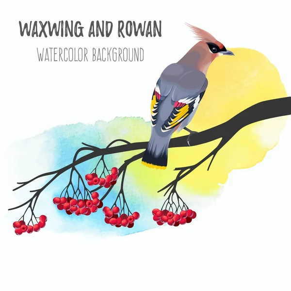 Waxwing rowan větvi — Stockový vektor