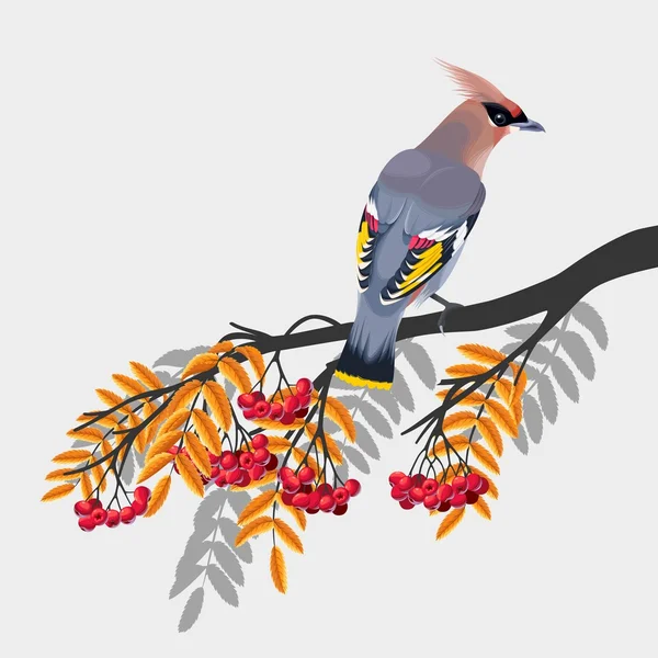 Waxwing on rowan branch — Stock Vector