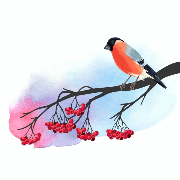 Bullfinch a jeřáb — Stockový vektor