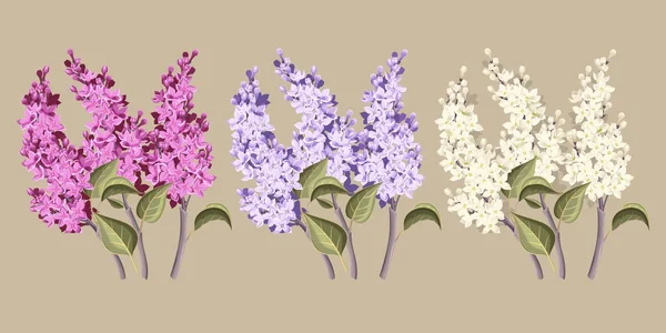 Ensemble de lilas — Image vectorielle