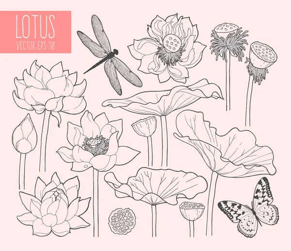 Conjunto de flores y hojas de loto — Vector de stock