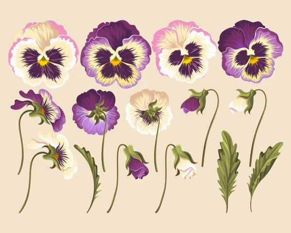 Set of pansy flowers — Stock Vector