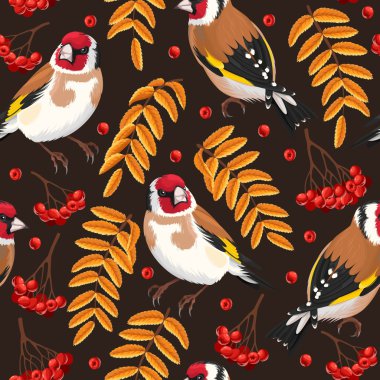 Sorunsuz Saka kuşu ve rowan