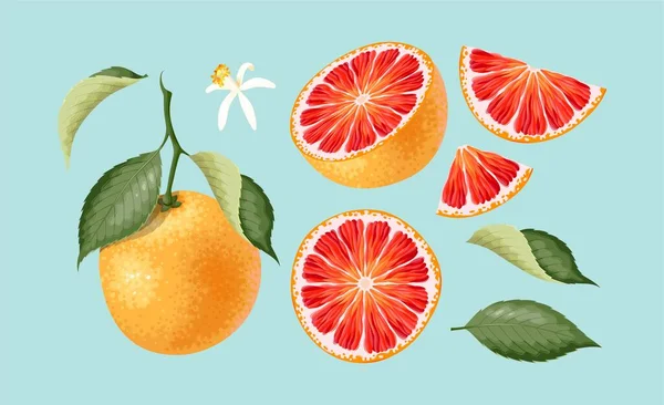 Velká vektorová sada vysoce podrobných grapefruitů — Stockový vektor