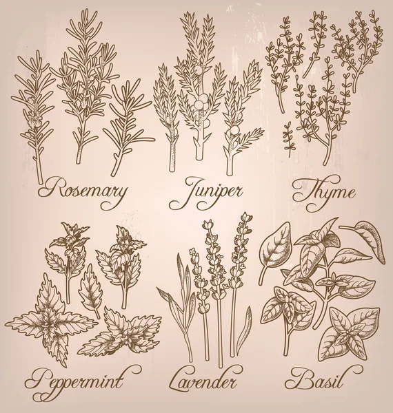 Ensemble d'herbes essentielles — Image vectorielle