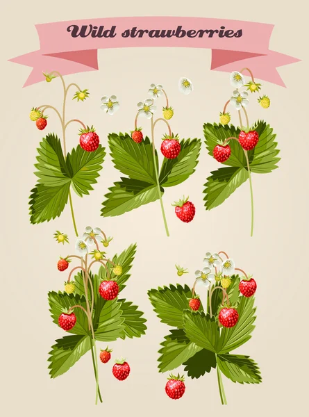 Set of wild strawberries — Stock Vector