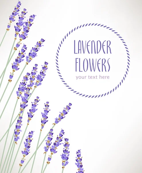 Květy levandule — Stockový vektor