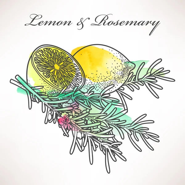 Лимон и розмарин — стоковый вектор
