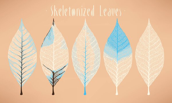 Skeletonized leaves collection