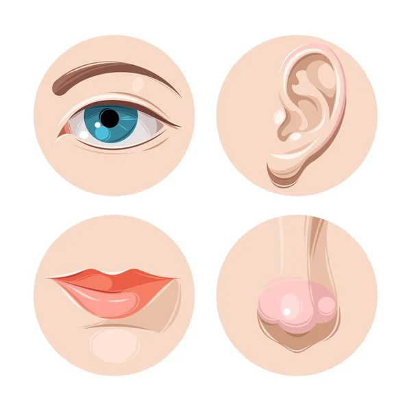 Eye, ear, mouth and nose — Stock Vector