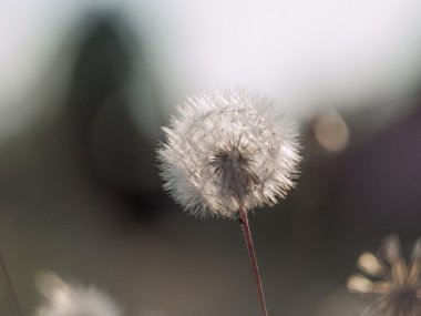 karahindiba arka plan bokeh içinde