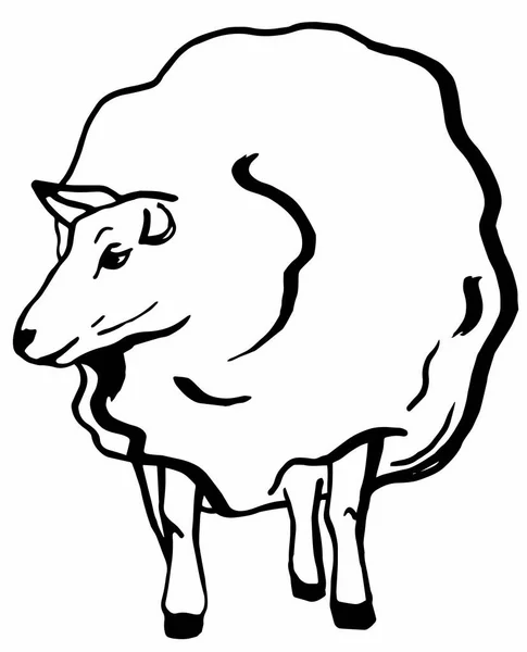 成年绒毛羊 — 图库矢量图片