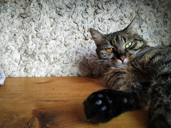 Kucing Kurang Ajar Terletak Bawah Sinar Matahari Dan Terlihat Malas — Stok Foto